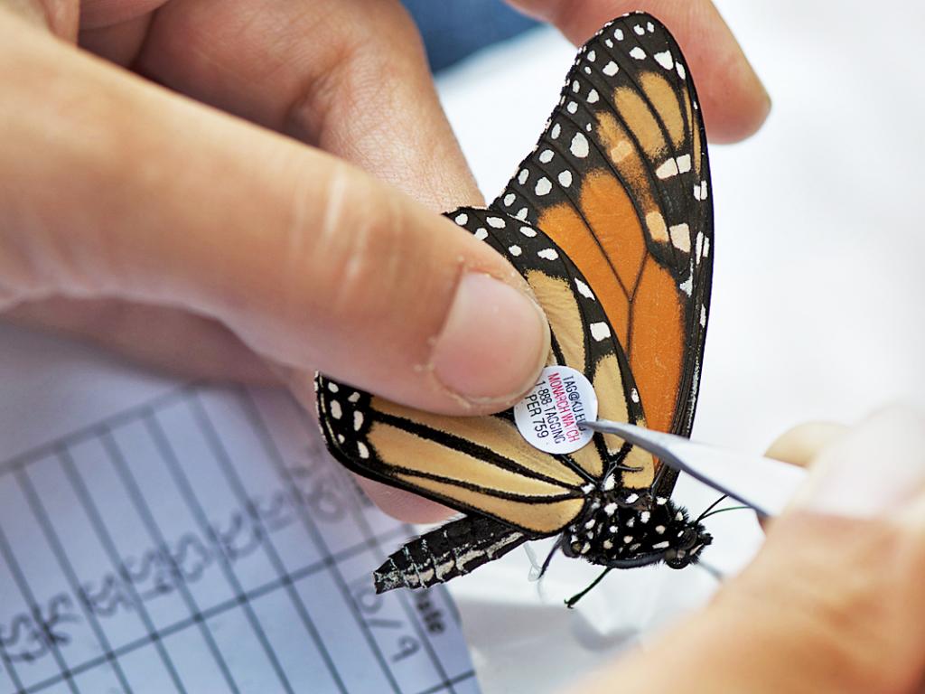 Monarch Migration Study - Dave Wendelken