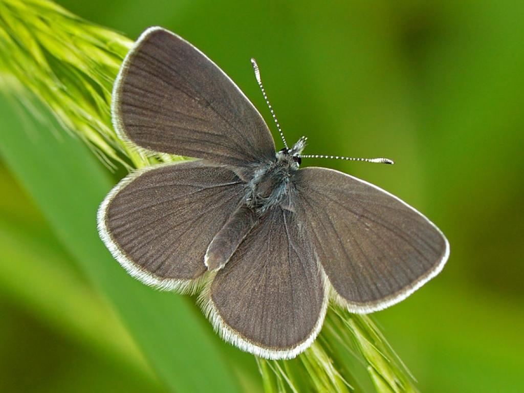 Small Blue (upperwing) - Peter Withers