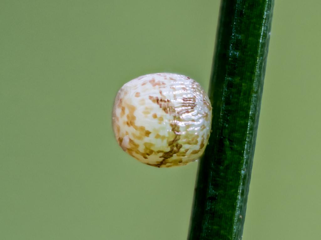 Small Heath (egg) - Peter Eeles
