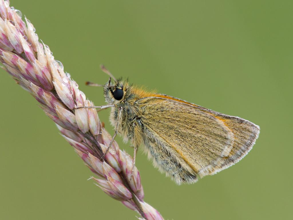 Small Skipper (underwing) - Peter Eeles