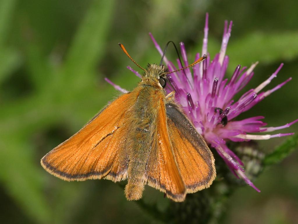 Small Skipper (male/upperwing) - Peter Eeles