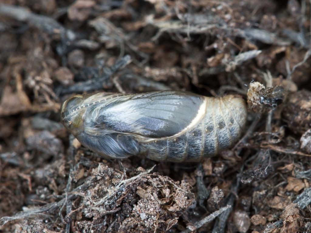 Silver-studded Blue (pupa) - Peter Eeles