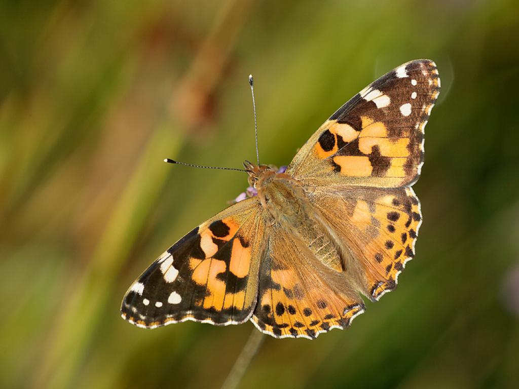 Painted Lady (upperwing) - Iain Leach
