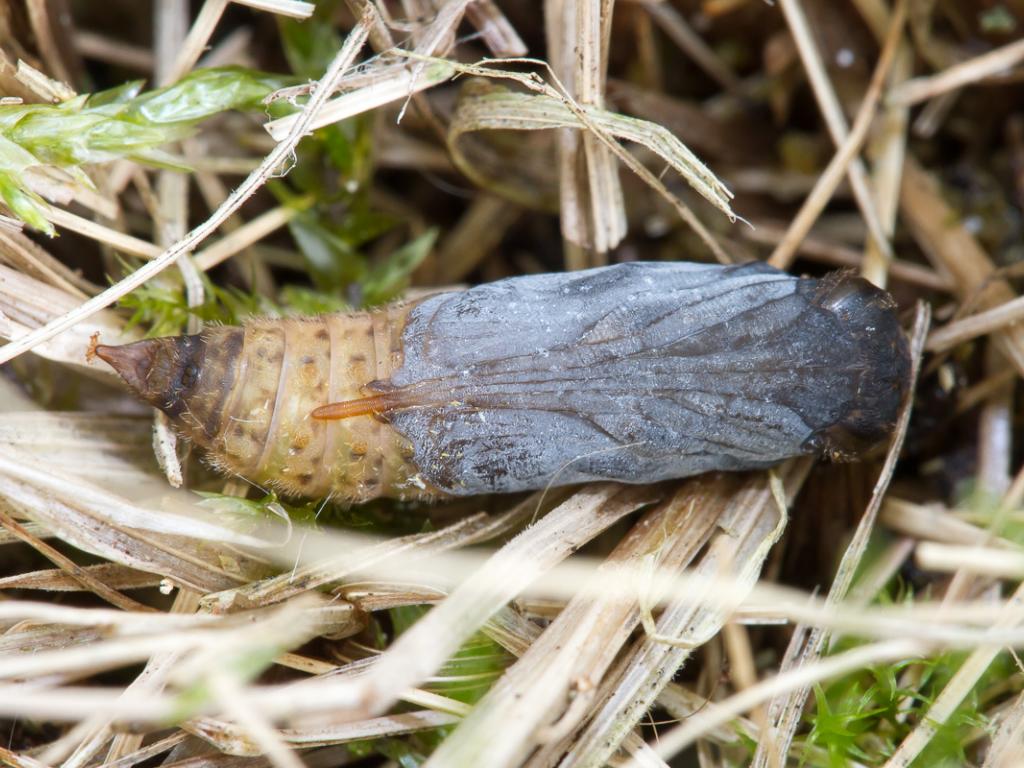 Silver-spotted Skipper (pupa) - Peter Eeles