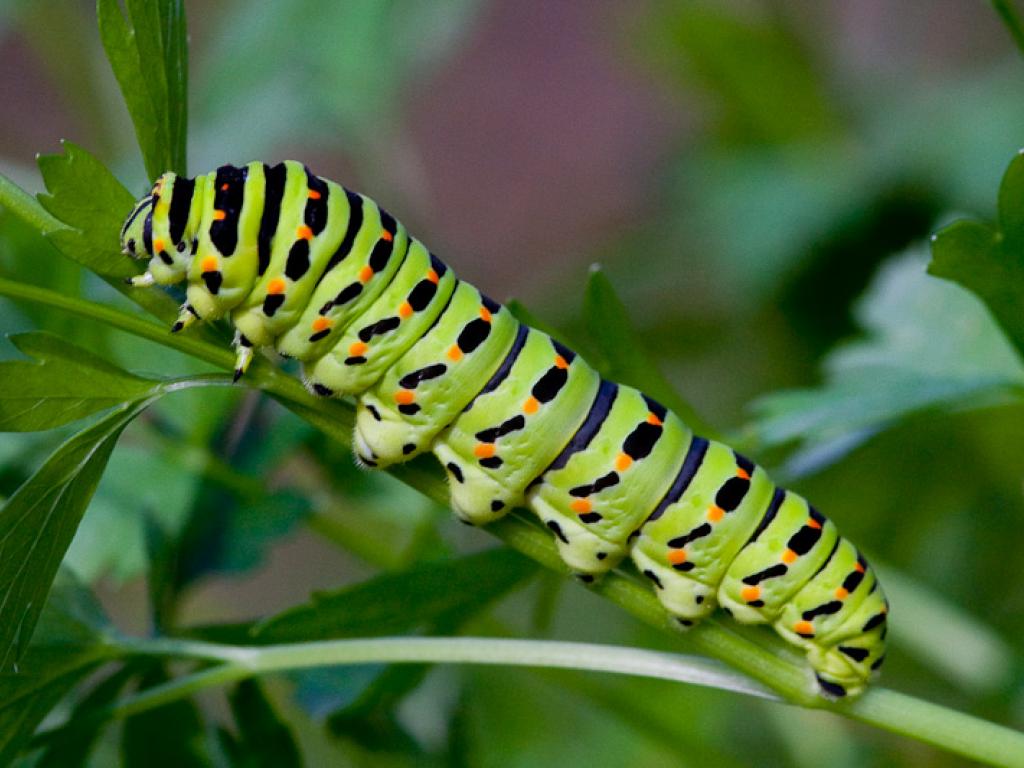 Swallowtail (caterpillar) - Peter Eeles