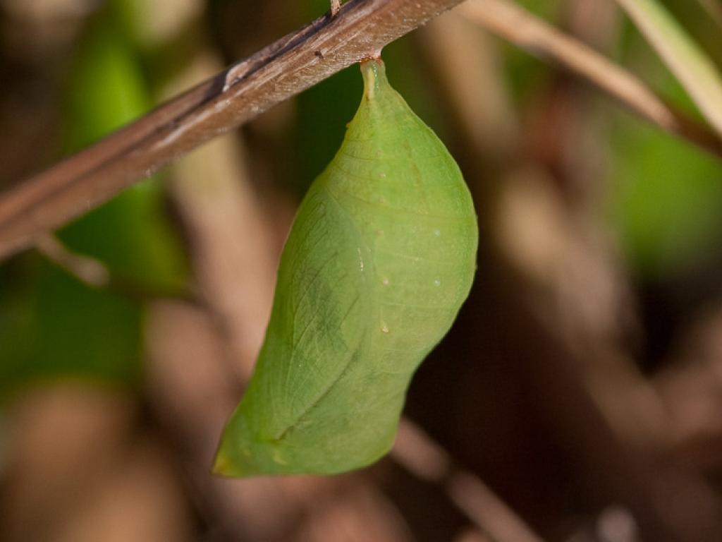 Speckled Wood (pupa) - Peter Eeles
