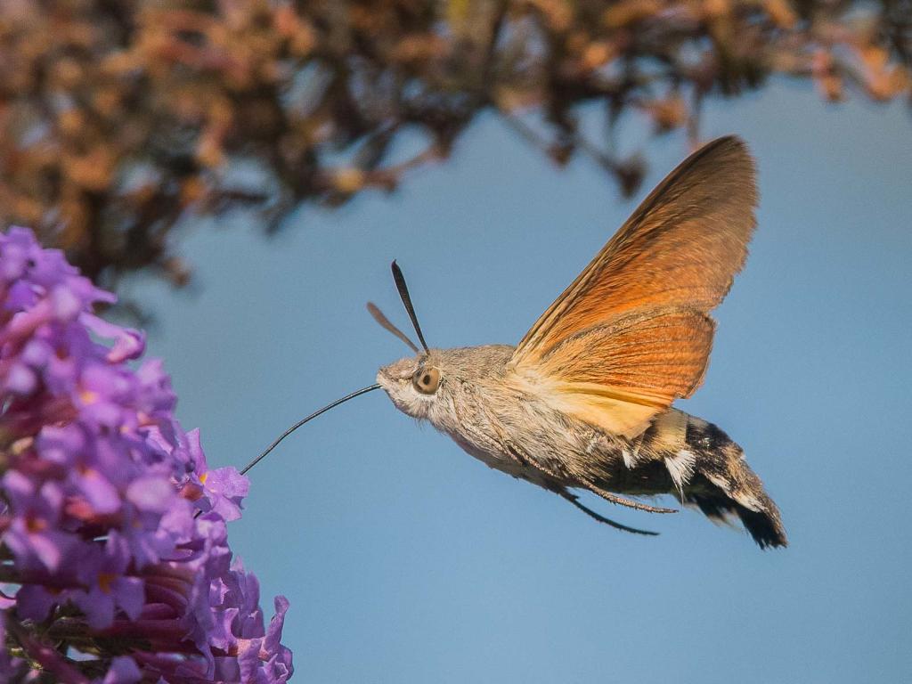 Humming-bird Hawk-moth - Graeham Mounteney