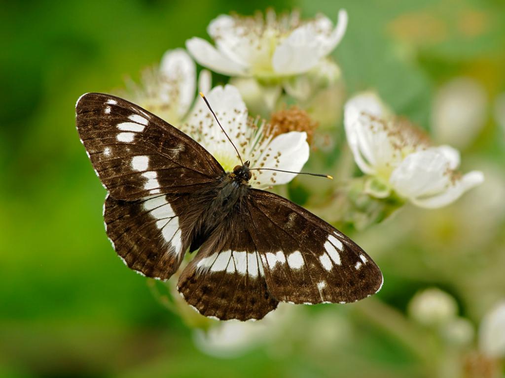 White Admiral (upperwing) - Pete Withers