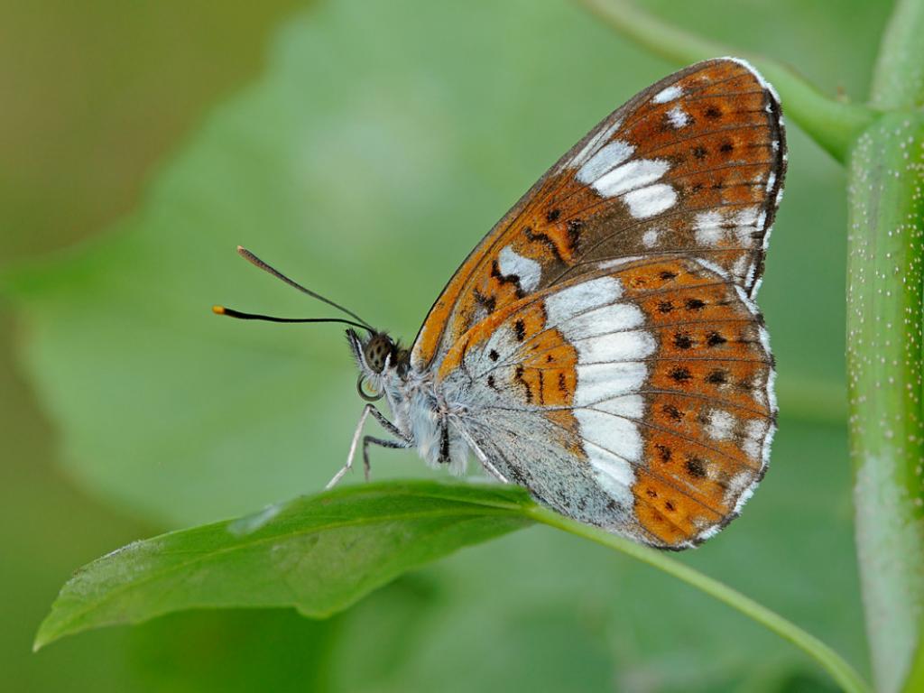White Admiral (underwing) - Pete Withers