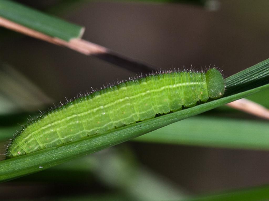 Speckled-Wood (caterpillar) - Peter Eeles