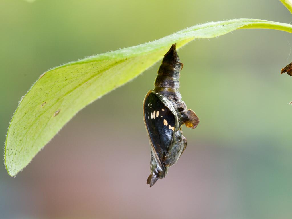White Admiral (pupa) - Peter Eeles
