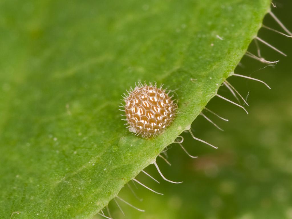 White Admiral (egg) - Peter Eeles