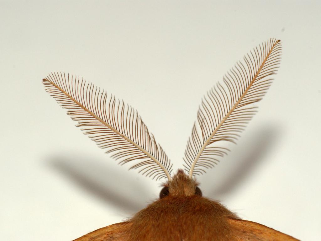 Feathered Thorn (male antennae) - Ben Sale