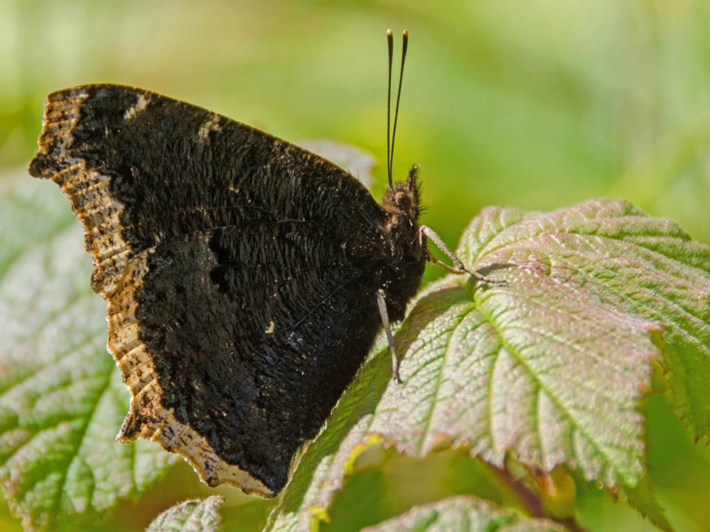 Camberwell Beauty (underwing) - Tim Melling