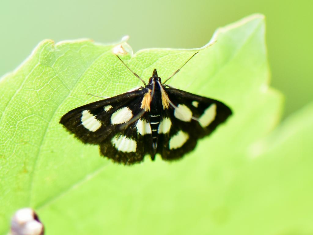 White-spotted Sable - David Morris