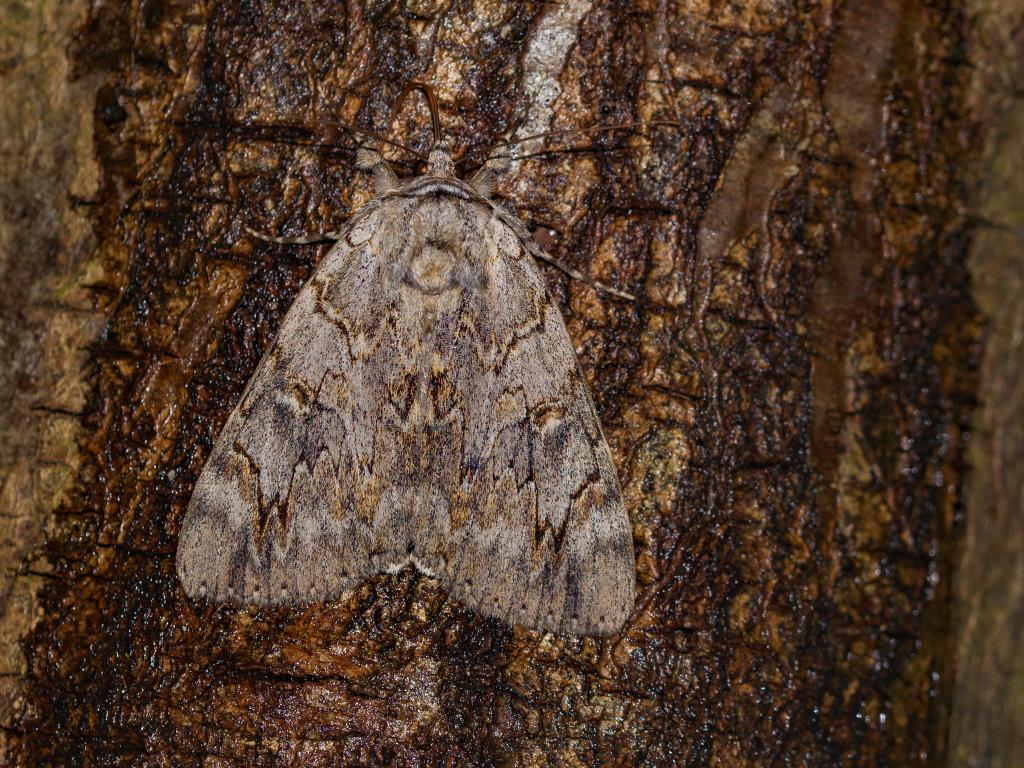 Rosy Underwing (wings closed) - Andrew Cooper