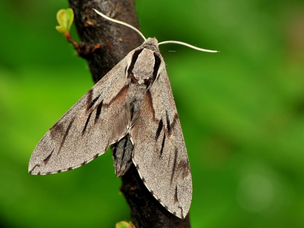 Pine Hawk-moth - Ervin Szombathelyi