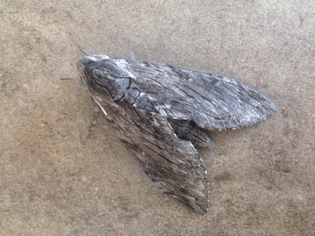 Convolvulus Hawk-moth - Dave Shenton