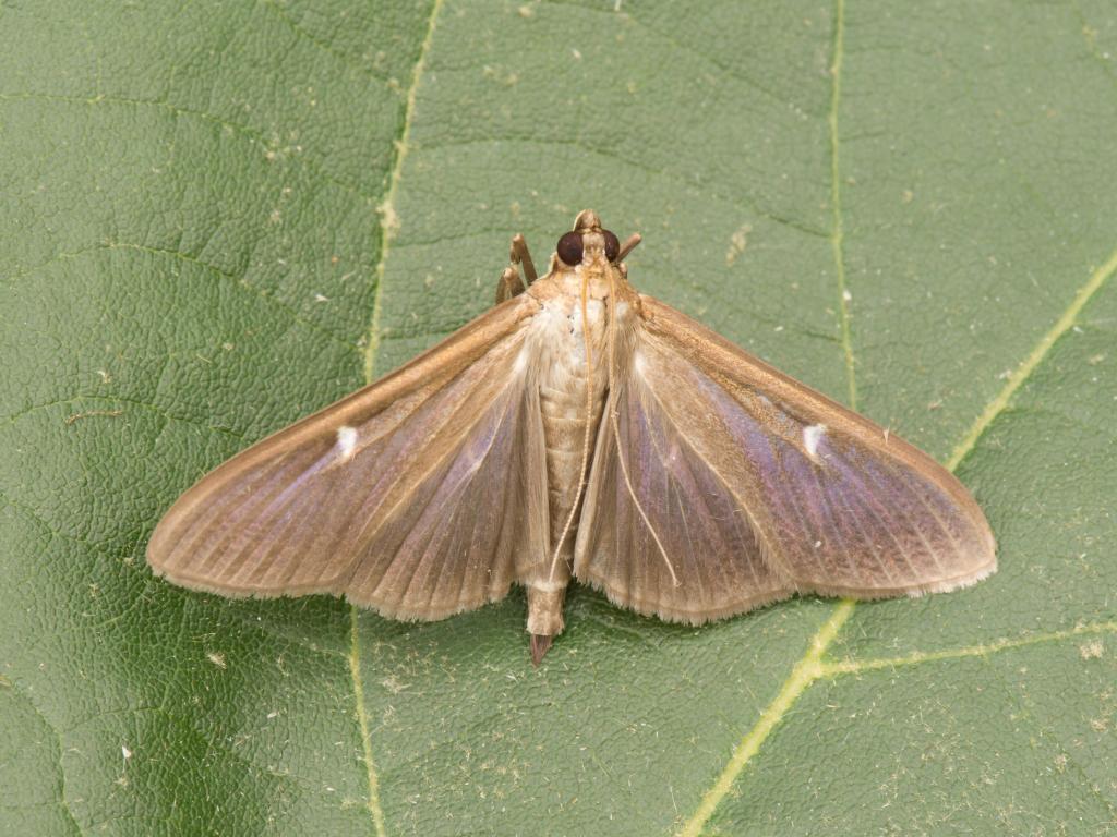 Box-tree moth (dark form) - Koen Thonissen