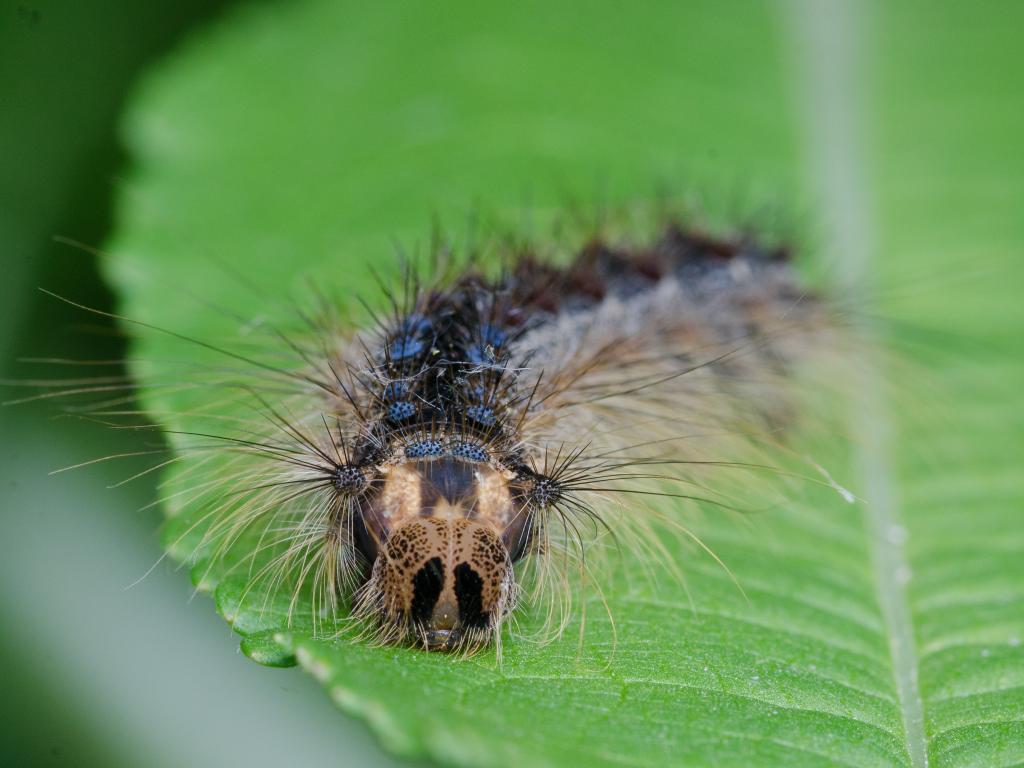 Gypsy Moth (caterpillar) - Koen Thonissen
