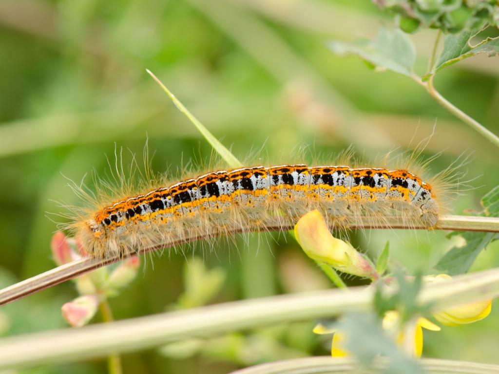 Ground Lackey (caterpillar) - Koen Thonissen