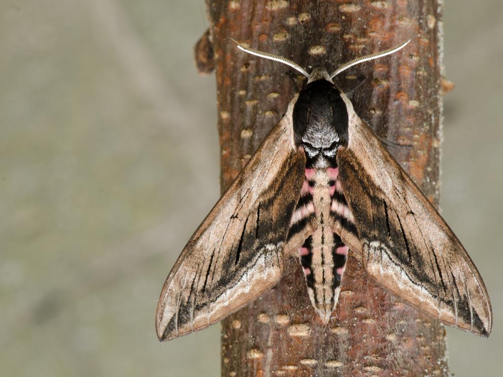 Privet Hawk-moth - Koen Thonissen