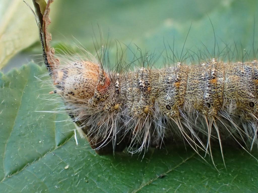 December Moth (caterpillar) - Dave Shenton