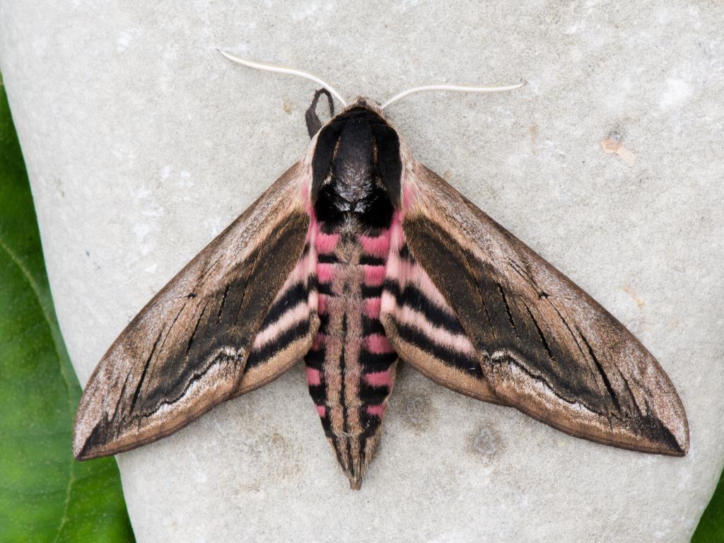 Privet Hawk-moth - Koen Thonissen