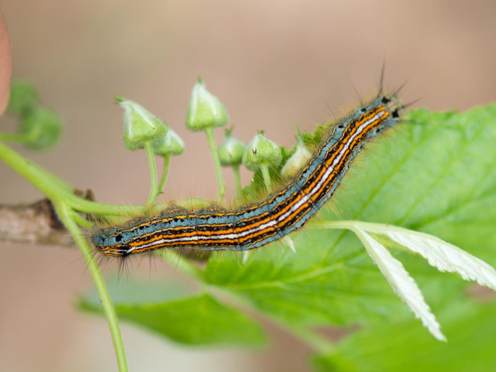 Lackey (caterpillar) - Koen Thonissen