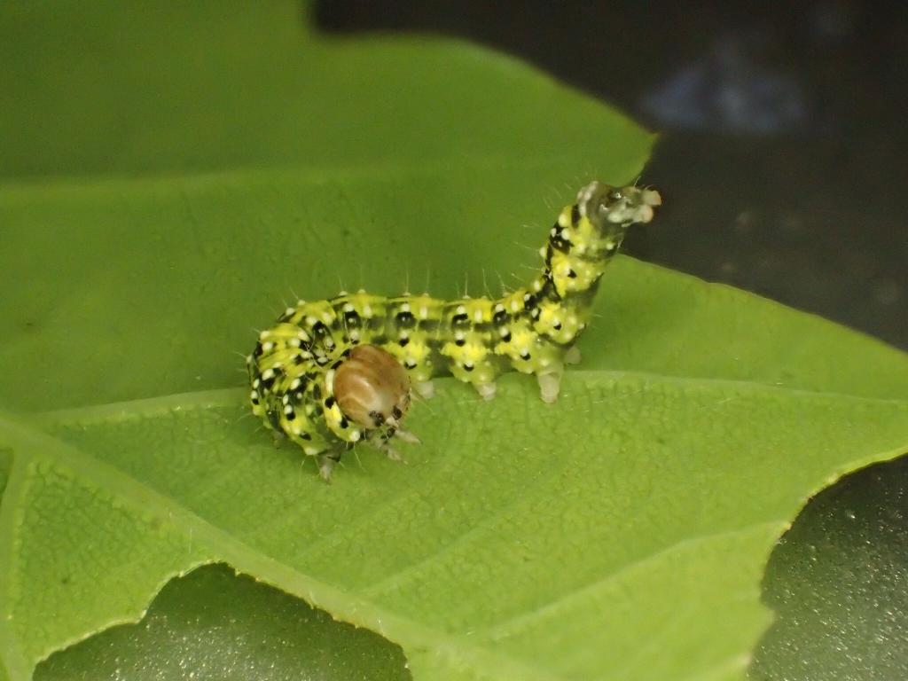 Frosted Green (caterpillar) - Dave Shenton