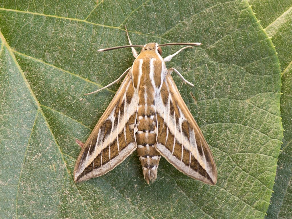 Striped Hawk-moth - Koen Thonissen