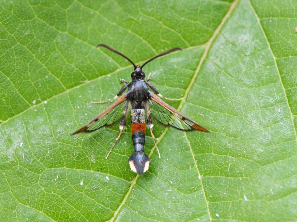 Red-tipped Clearwing - Koen Thonissen