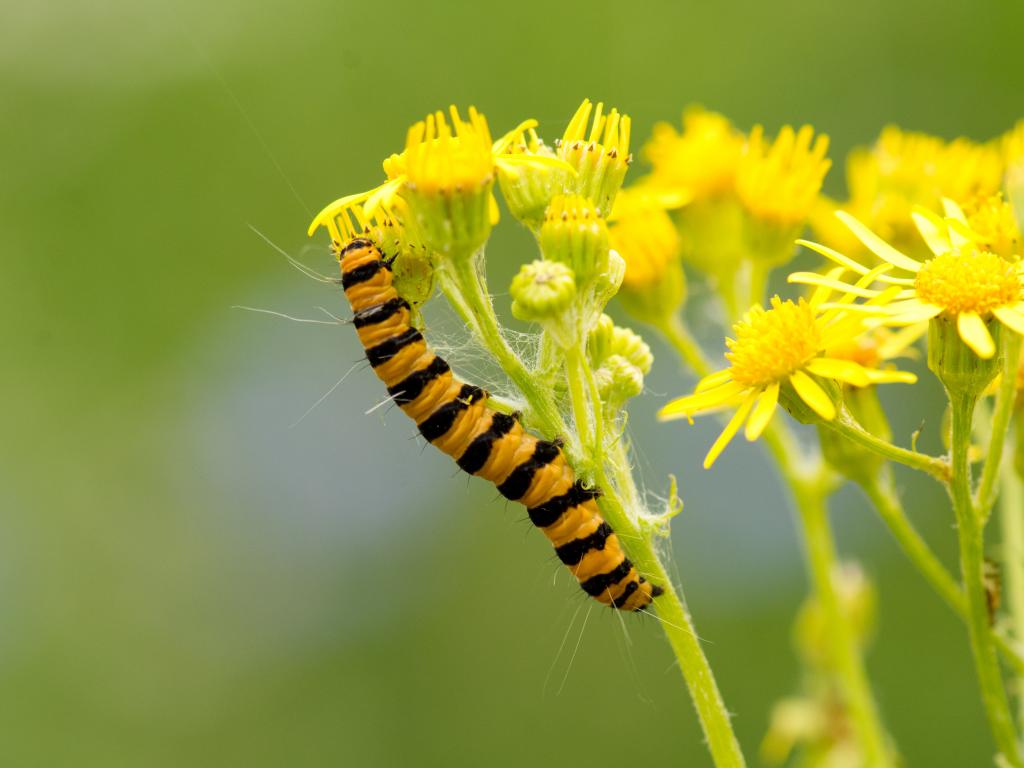 Cinnabar (caterpillar) - Koen Thonissen