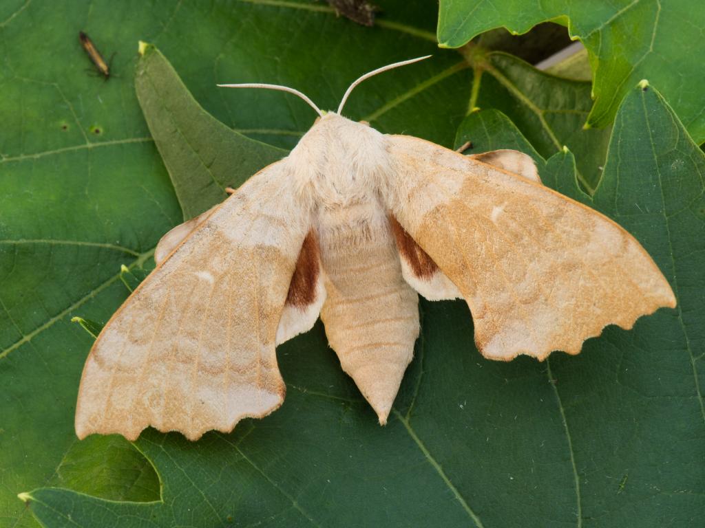 Poplar Hawk-moth - Koen Thonissen