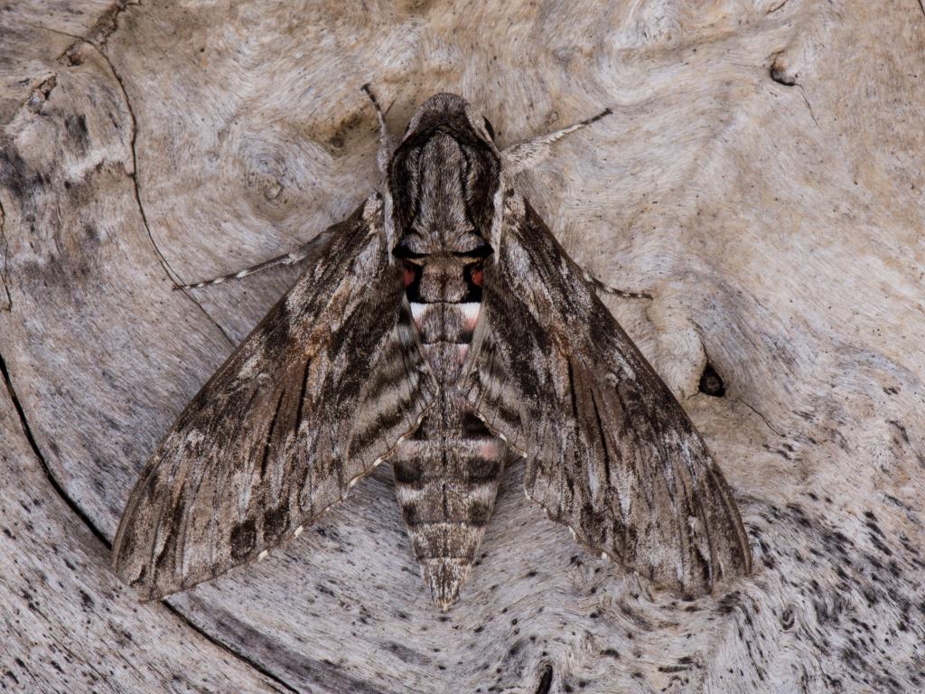 Convolvulus Hawk-moth - Koen Thonissen