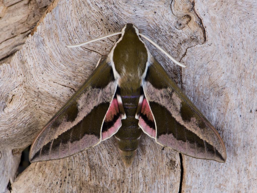 Spurge Hawk-moth - Koen Thonissen