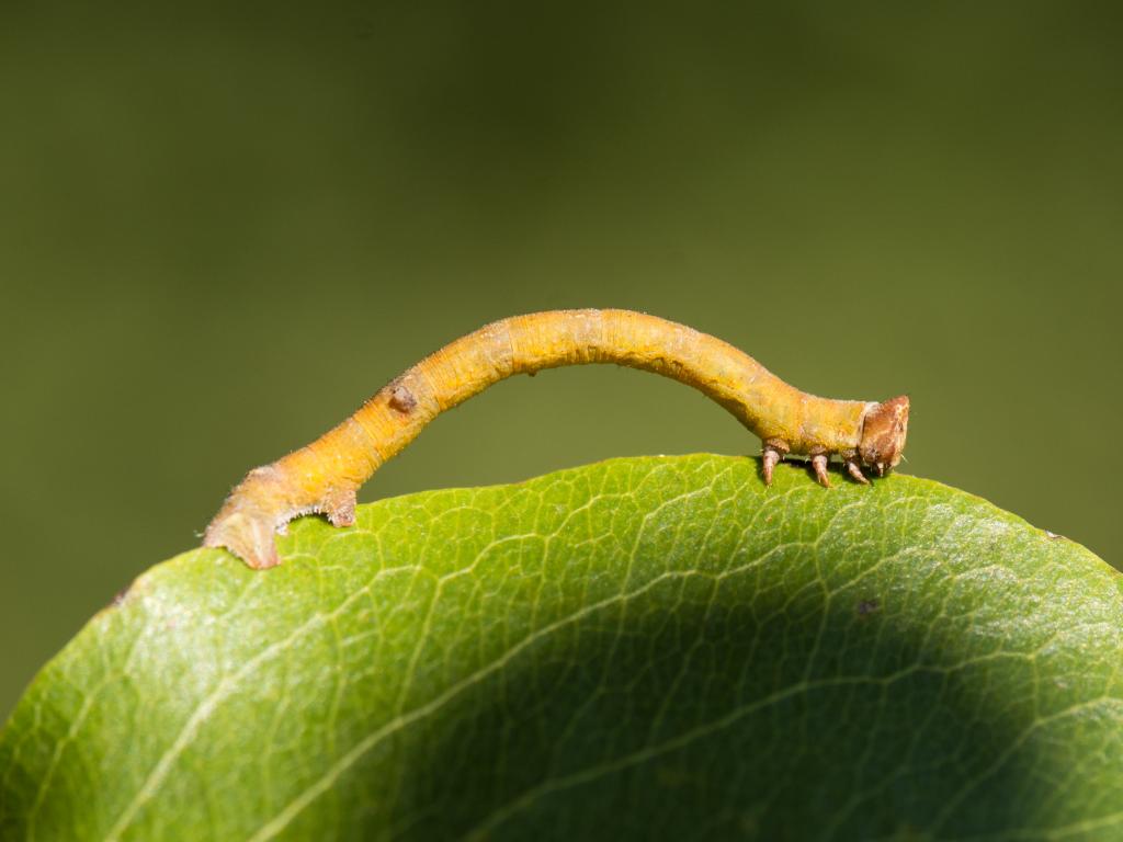 Peppered moth (caterpillar) - Koen Thonissen