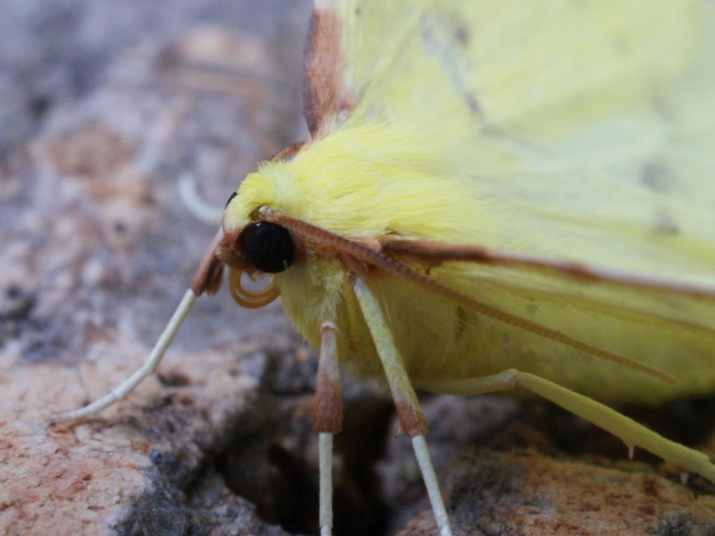 Brimstone Moth - Dave Shenton