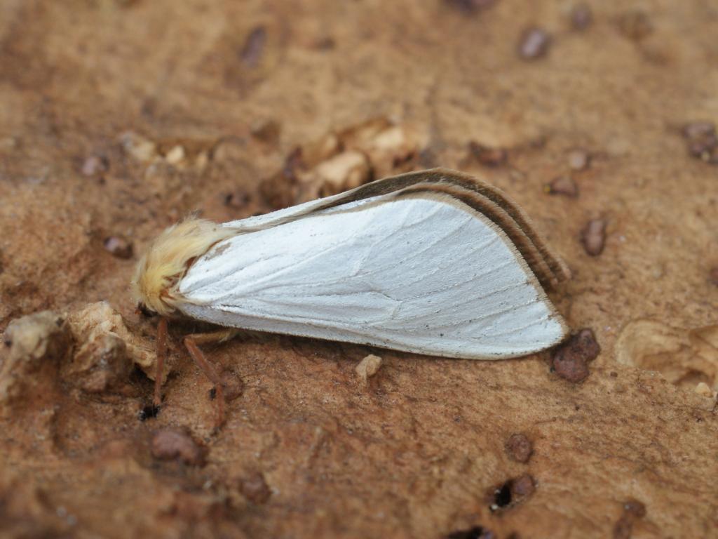 Ghost Moth (male) - Dave Shenton