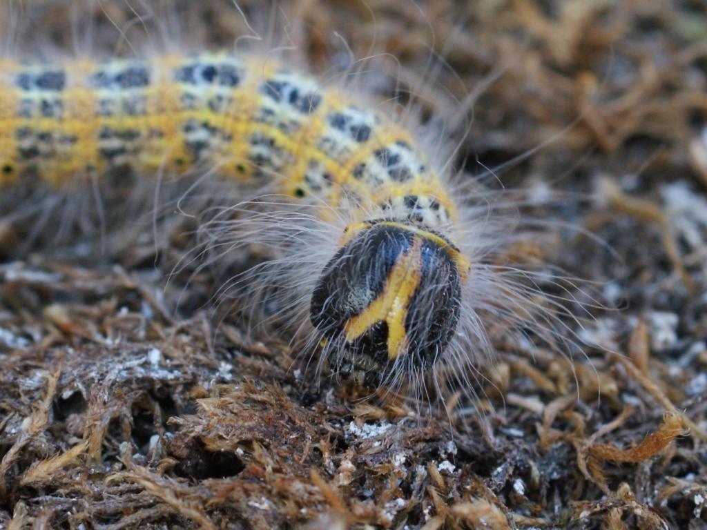 Buff-tip (caterpillar) - Dave Shenton