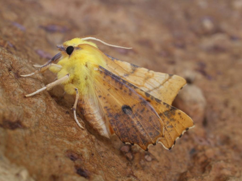 Canary-shouldered Thorn - Dave Shenton