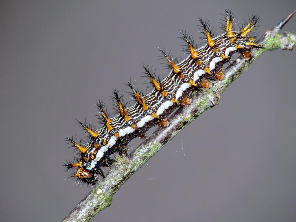 Marbled Fritillary (caterpillar) - Adam Gor