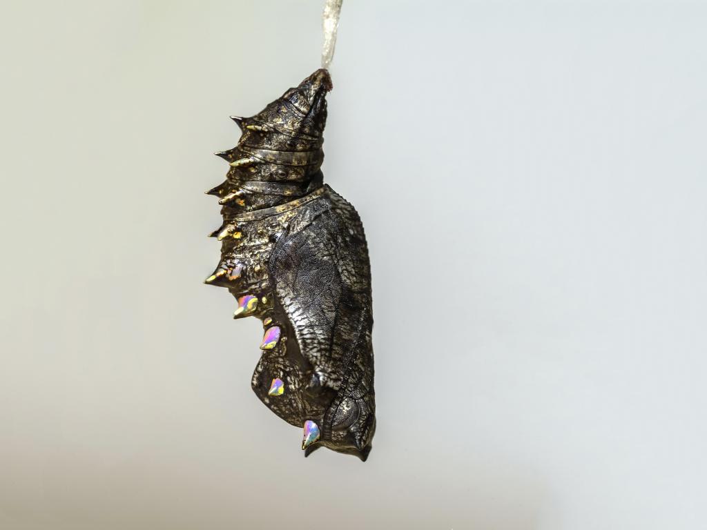 Marbled Fritillary (pupa) - Adam Gor