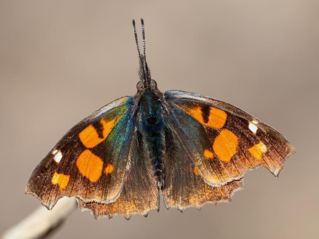 Nettle-tree butterfly (upperwing) - Adam Gor