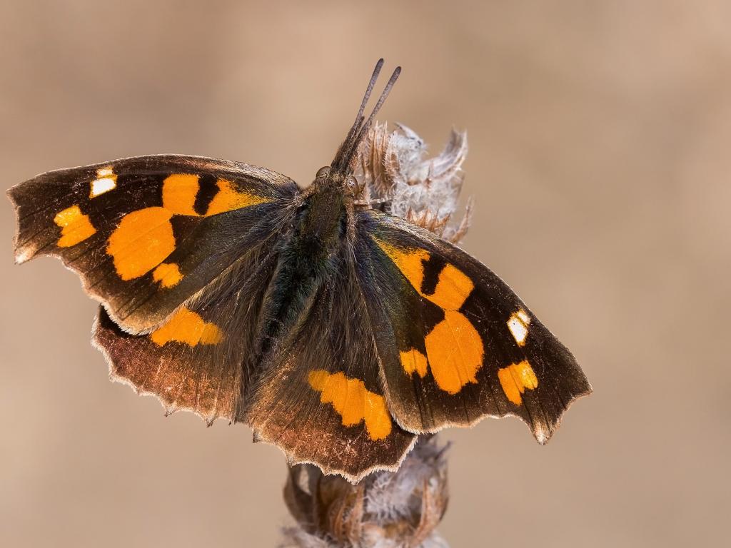 Nettle-tree butterfly (upperwing) - Tamás Nestor