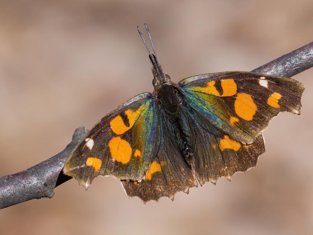 Nettle-tree butterfly (upperwing) - Tamás Nestor