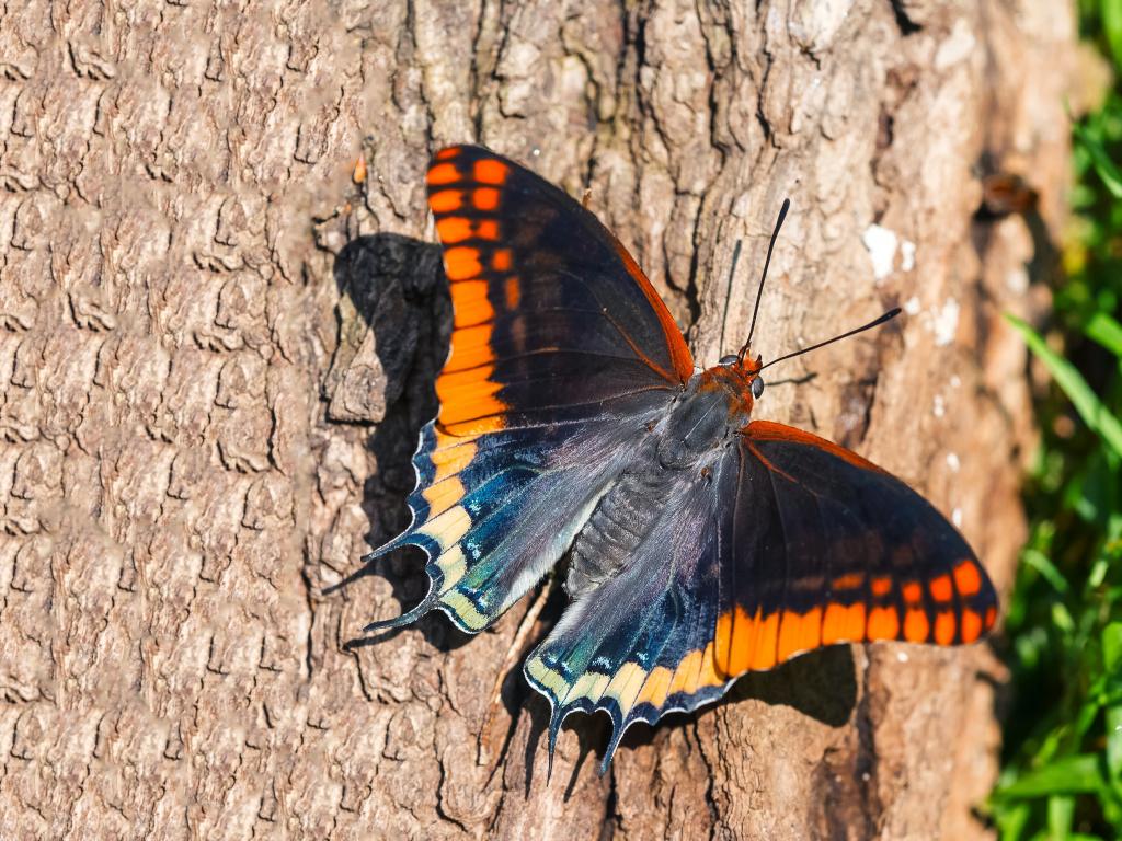 Two-tailed Pasha (upperwing) - Adam Gor