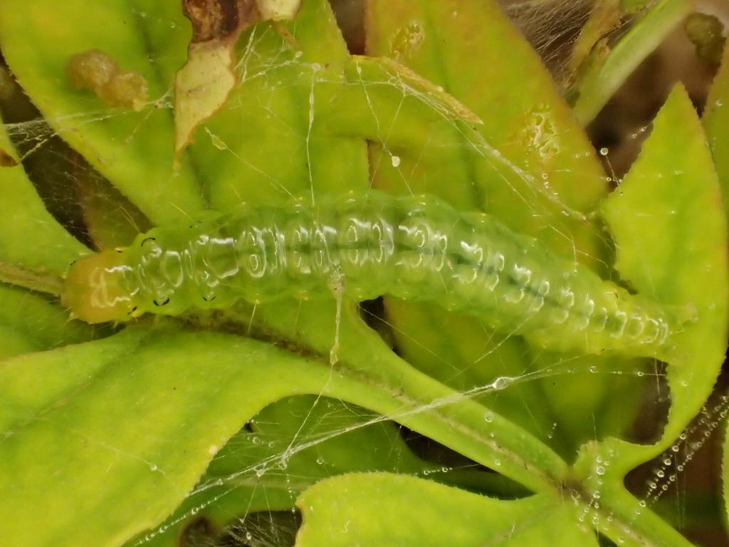 Palpita vitrealis (caterpillar) - Dave Shenton