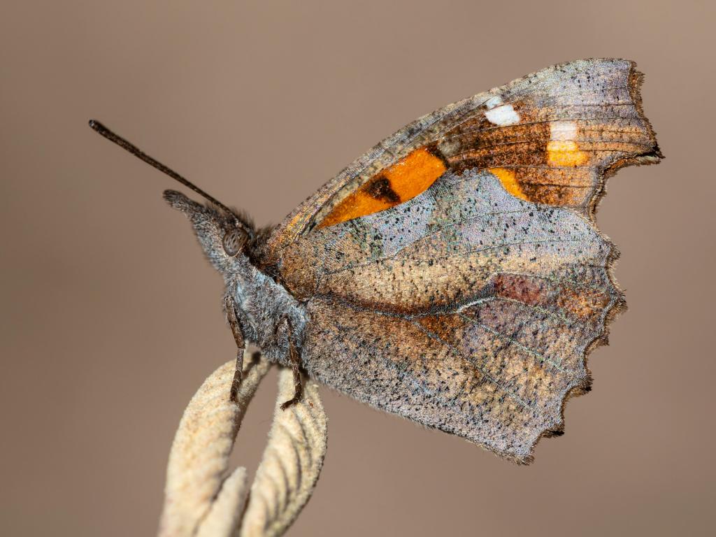 Nettle-tree butterfly (underwing) - Adam Gor