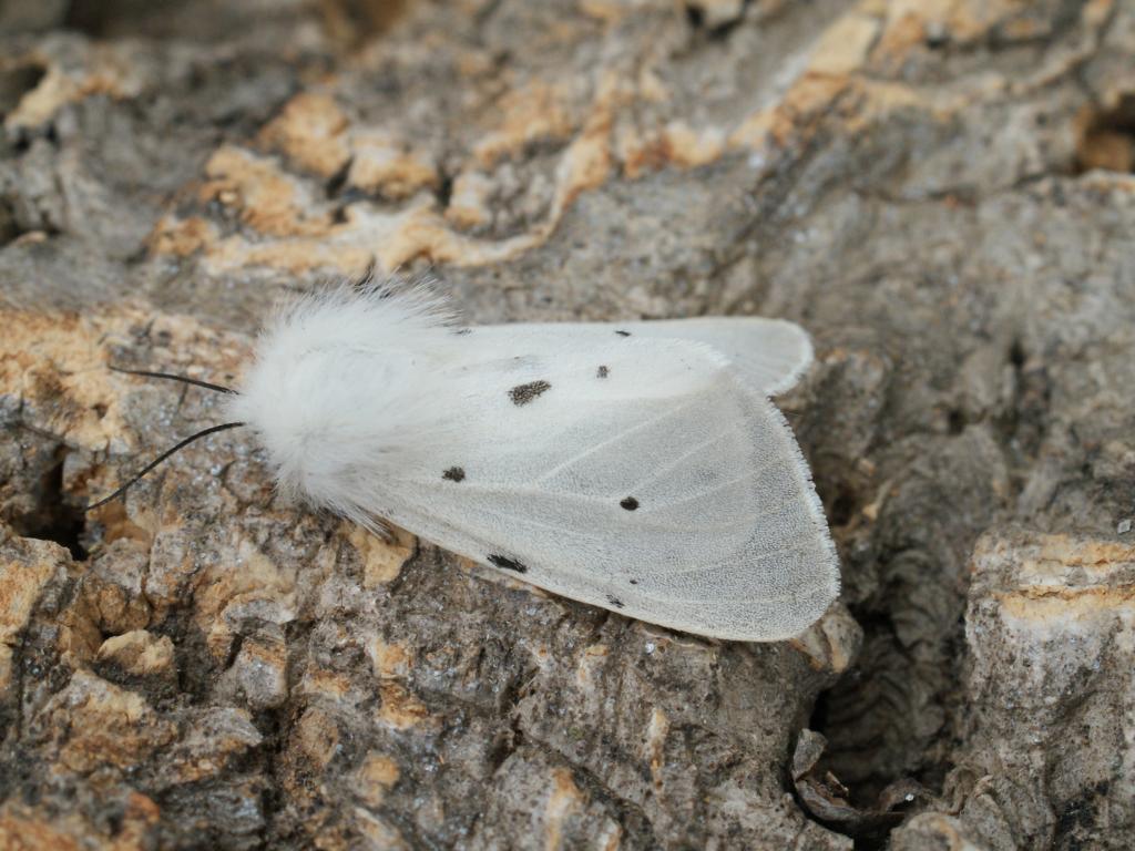 Muslin Moth (female) - Dave Shenton